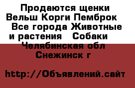 Продаются щенки Вельш Корги Пемброк  - Все города Животные и растения » Собаки   . Челябинская обл.,Снежинск г.